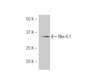 Nkx-6.1 Antibody (5B8) - Western Blotting - Image 53876