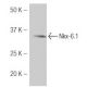 Nkx-6.1 Antibody (5B8) - Western Blotting - Image 53876