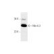 Nkx-6.3 Antibody (A-9) - Western Blotting - Image 289014 