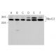 Nkx-6.3 Antibody (A-9) - Western Blotting - Image 382231 