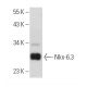 Nkx-6.3 Antibody (A-9) - Western Blotting - Image 389162