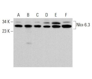 Nkx-6.3 Antibody (A-9) - Western Blotting - Image 382231