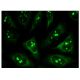 NLE1 Antibody (G-5) - Immunofluorescence - Image 282719 