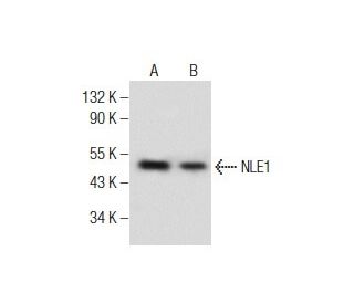 NLE1 Antibody (G-5) - Western Blotting - Image 281829 