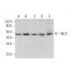 NLE1 Antibody (G-5) - Western Blotting - Image 378122