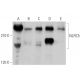 NLRC5 Antibody (B-10) - Western Blotting - Image 356250 