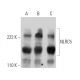 NLRC5 Antibody (B-10) - Western Blotting - Image 360592 