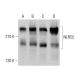 NLRC5 Antibody (B-10) - Western Blotting - Image 383315
