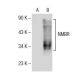 NMBR Antibody (G-3) - Western Blotting - Image 153896