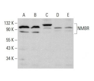 NMBR Antibody (G-3) - Western Blotting - Image 384360 