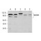 NMBR Antibody (G-3) - Western Blotting - Image 384360 