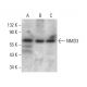 NMD3 Antibody (A-5) - Western Blotting - Image 376566 
