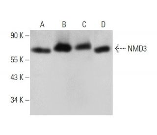 NMD3 Antibody (A-5) - Western Blotting - Image 346448Each CRISPR/Cas9 Knockout (KO) Plasmid product consists of a pool of 3 plasmids designed to ensure identification and cleavage of a specific gene for maximum knockout efficiency. Each plasmid encodes a unique 20 nt sequence derived from the GeCKO (v2) library.