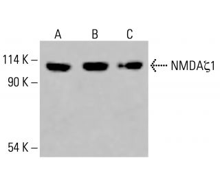 NMDA&zeta;1 Antibody (E-2) - Western Blotting - Image 416142 