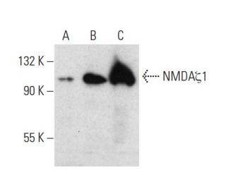 NMDAζ1 Antibody (F-10) - Western Blotting - Image 390859
