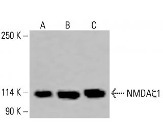 NMDAζ1 Antibody (F-10) - Western Blotting - Image 416143