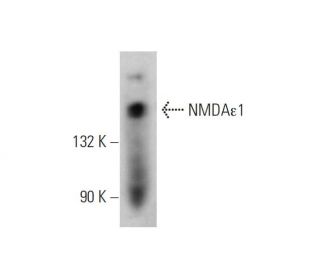 western blotting image from recommended NMDA&epsilon;1 (E-4) monoclonal antibody replacement. Image 344269