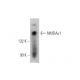 western blotting image from recommended NMDAε1 (E-4) monoclonal antibody replacement. Image 344269