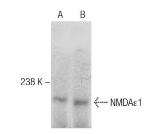 NMDA&epsilon;1 Antibody (D-8) - Western Blotting - Image 286044
