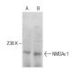 NMDAε1 Antibody (D-8) - Western Blotting - Image 286044