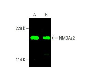 NMDAε2 Antibody (A-8) | SCBT - Santa Cruz Biotechnology