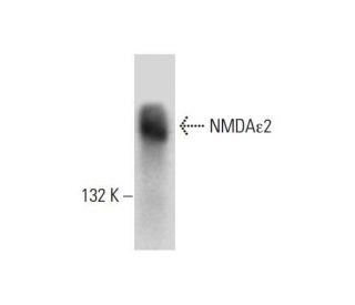 western blotting image from recommended NMDA&epsilon;2 (A-8) monoclonal antibody replacement. Image 142724