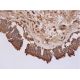 immunohistochemistry image from recommended NMDAε4 (G-10) monoclonal antibody replacement. Image 289166