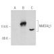 NMDAζ1 Antibody (E-2) - Western Blotting - Image 389717 