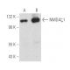 NMDAζ1 Antibody (E-2) - Western Blotting - Image 390993 