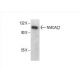 NMDAζ1 Antibody (E-2) - Western Blotting - Image 394083