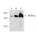 NMDAζ1 Antibody (F-10) - Western Blotting - Image 390859