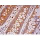 Nmi Antibody (D-10) - Immunohistochemistry - Image 293497