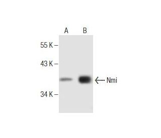 western blotting image from recommended Nmi (D-10) monoclonal antibody replacement. Image 281854
