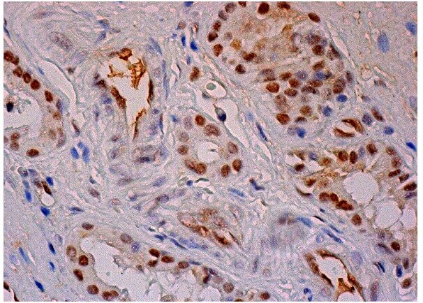 NMNAT-1 Antibody (B-7) | SCBT - Santa Cruz Biotechnology