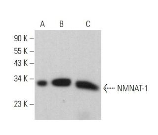 NMNAT-1 Antibody (B-7) | SCBT - Santa Cruz Biotechnology