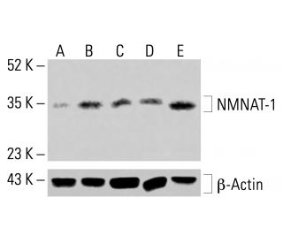 NMNAT-1 Antibody (B-7) - Western Blotting - Image 414043 