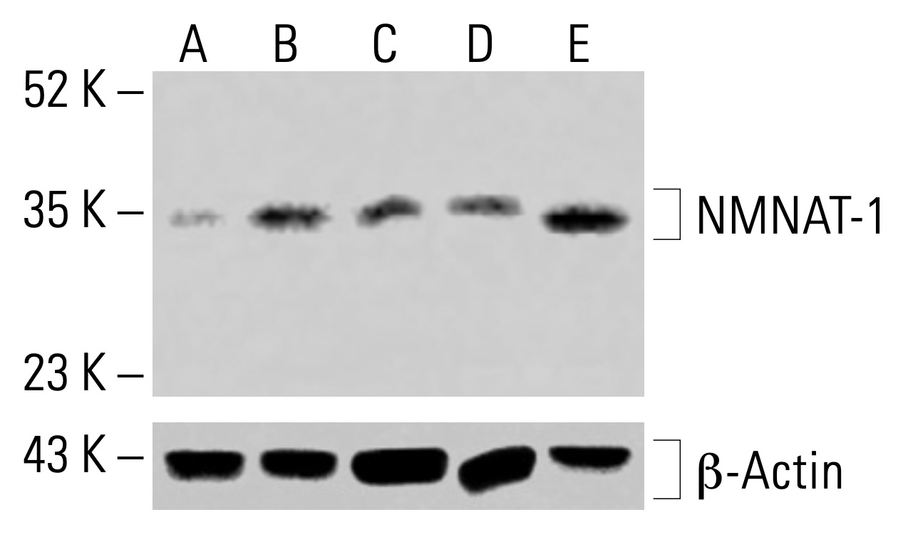 NMNAT-1抗体(B-7) | SCBT - Santa Cruz Biotechnology