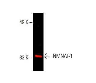 NMNAT-1 Antibody (B-7) - Western Blotting - Image 396031