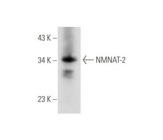 NMNAT-2 Antibody (B-10) - Western Blotting - Image 344562 