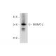 NMNAT-2 Antibody (B-10) - Western Blotting - Image 344562 