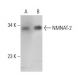 NMNAT-2 Antibody (B-10) - Western Blotting - Image 384473 
