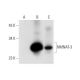 NMNAT-3 Antibody (B-9) - Western Blotting - Image 309635