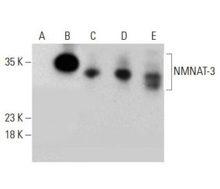 NMNAT-3 Antibody (B-9) - Western Blotting - Image 387346 