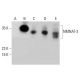NMNAT-3 Antibody (B-9) - Western Blotting - Image 387346 
