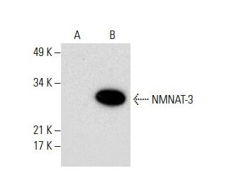 NMNAT-3 Antibody (D-10) - Western Blotting - Image 288524 