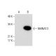 NMNAT-3 Antibody (D-10) - Western Blotting - Image 288524 