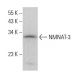 NMNAT-3 Antibody (D-10) - Western Blotting - Image 383795