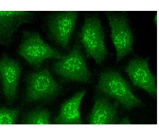 NMT1 Antibody (A-3) - Immunofluorescence - Image 146001 