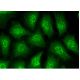 NMT1 Antibody (A-3) - Immunofluorescence - Image 146001 