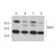 NMT1 Antibody (A-3) - Western Blotting - Image 364440